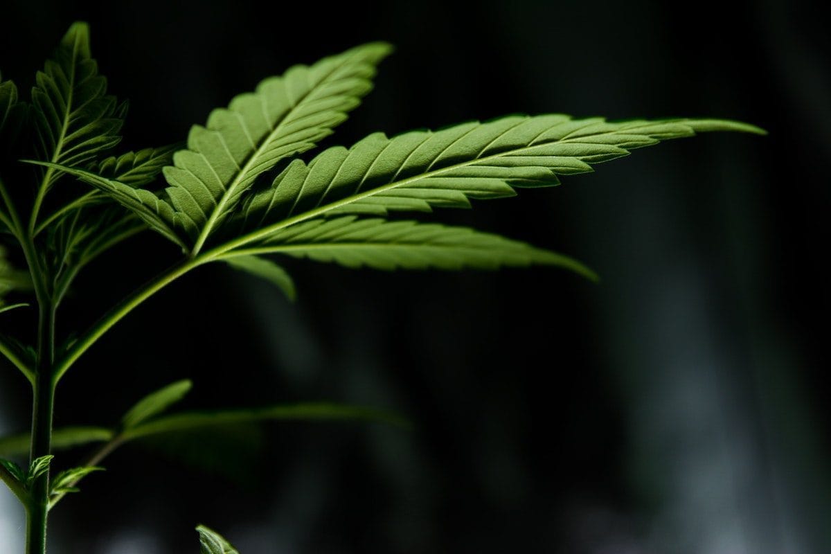 Cannabis Plant